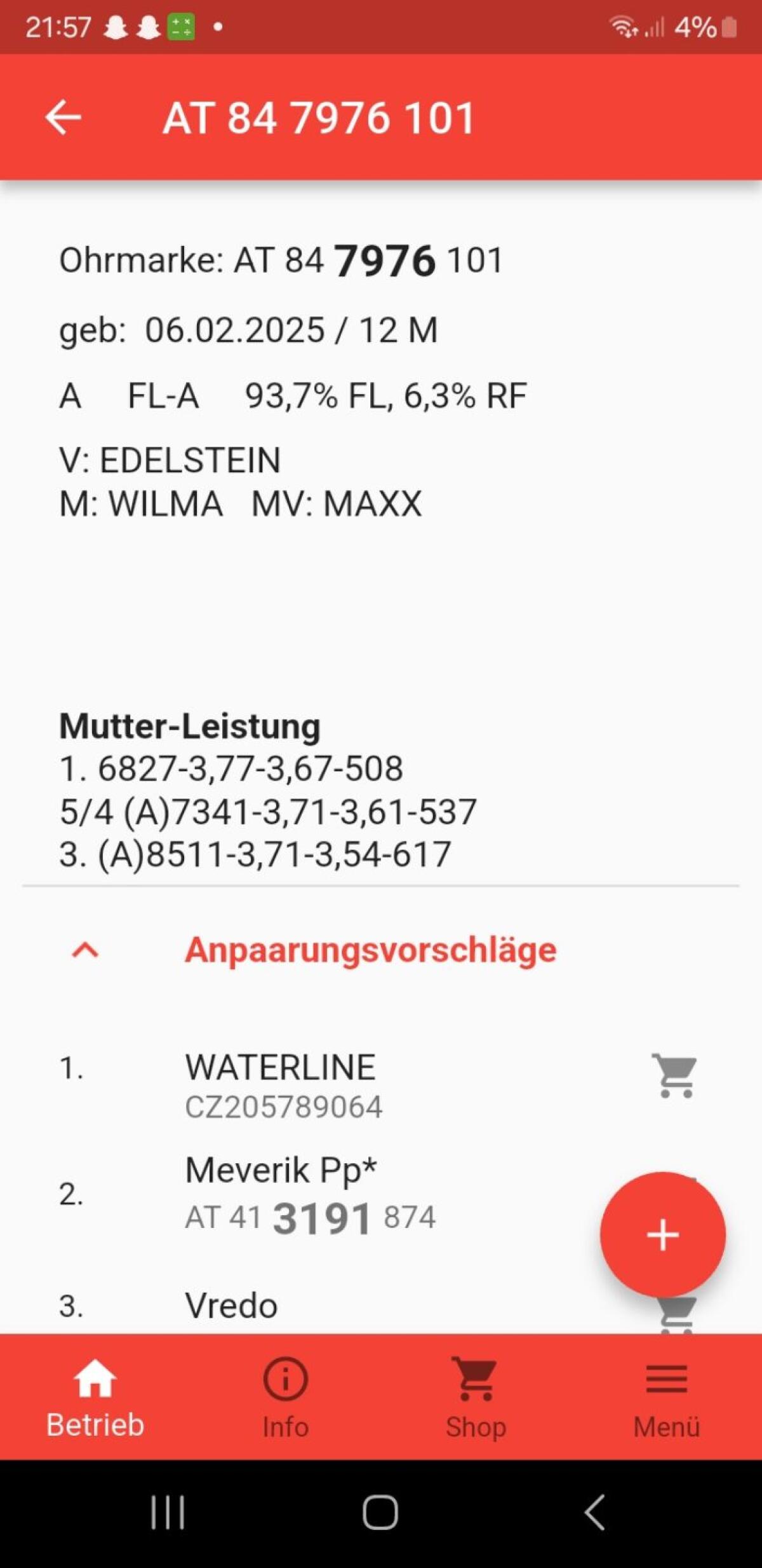 Fleckvieh Jungrind 2