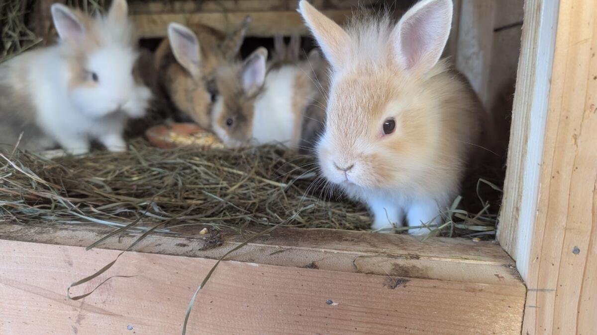 Löwenkopf-Zwergkaninchen in allen Farben 2