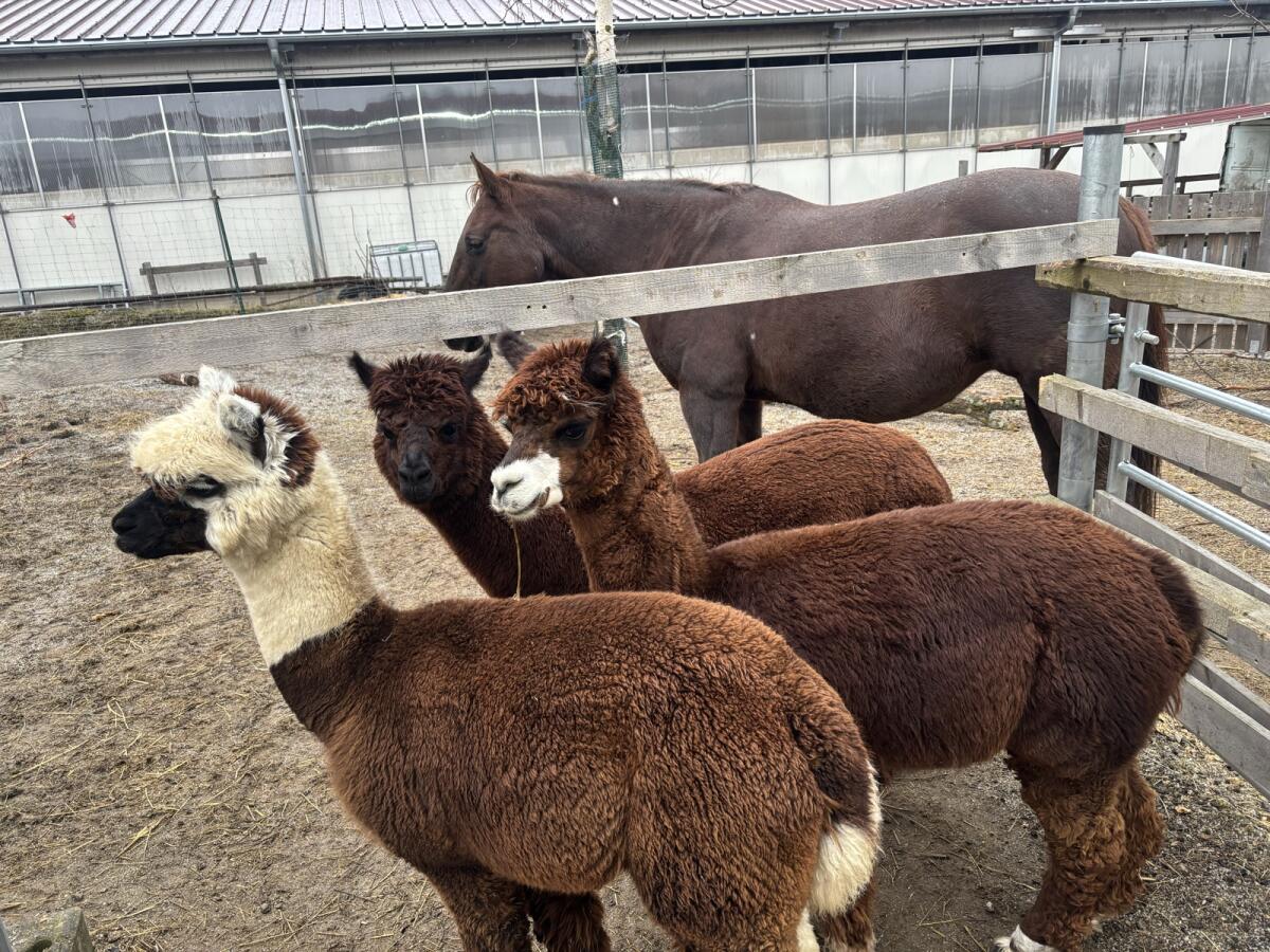Alpaka Hengste 3