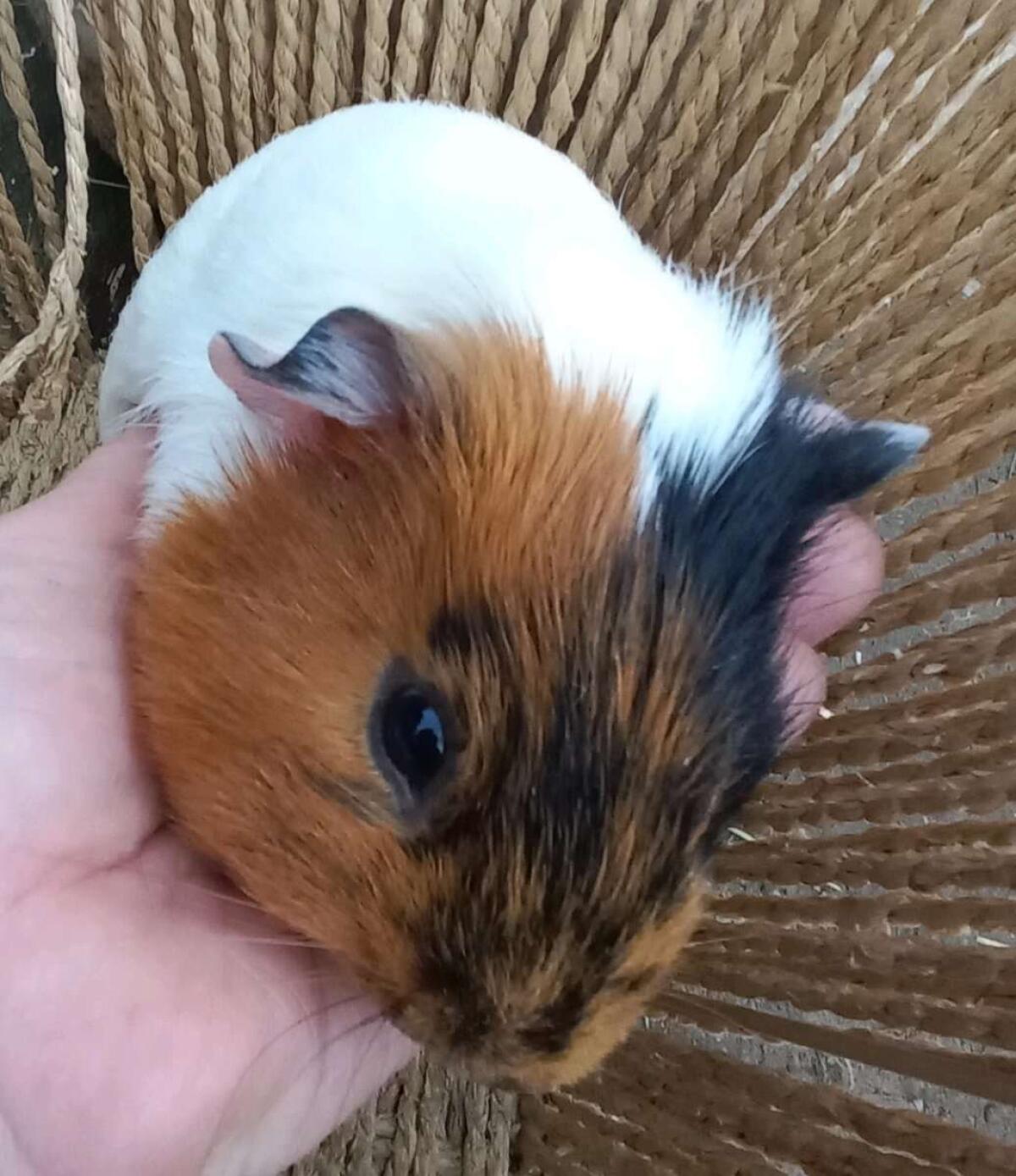 Meerschweinchen Männchen 2