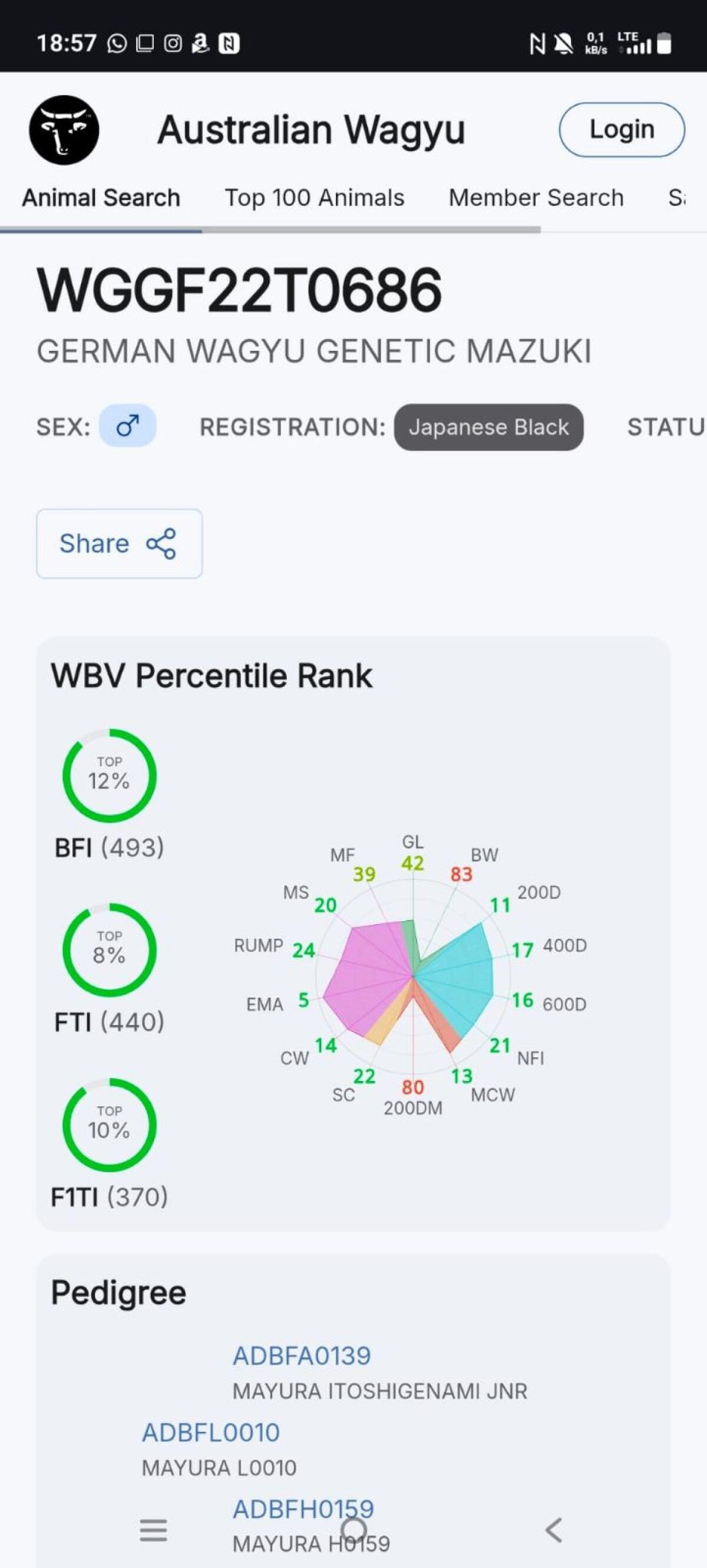 Interessante Wagyu-Kälber 2025 2