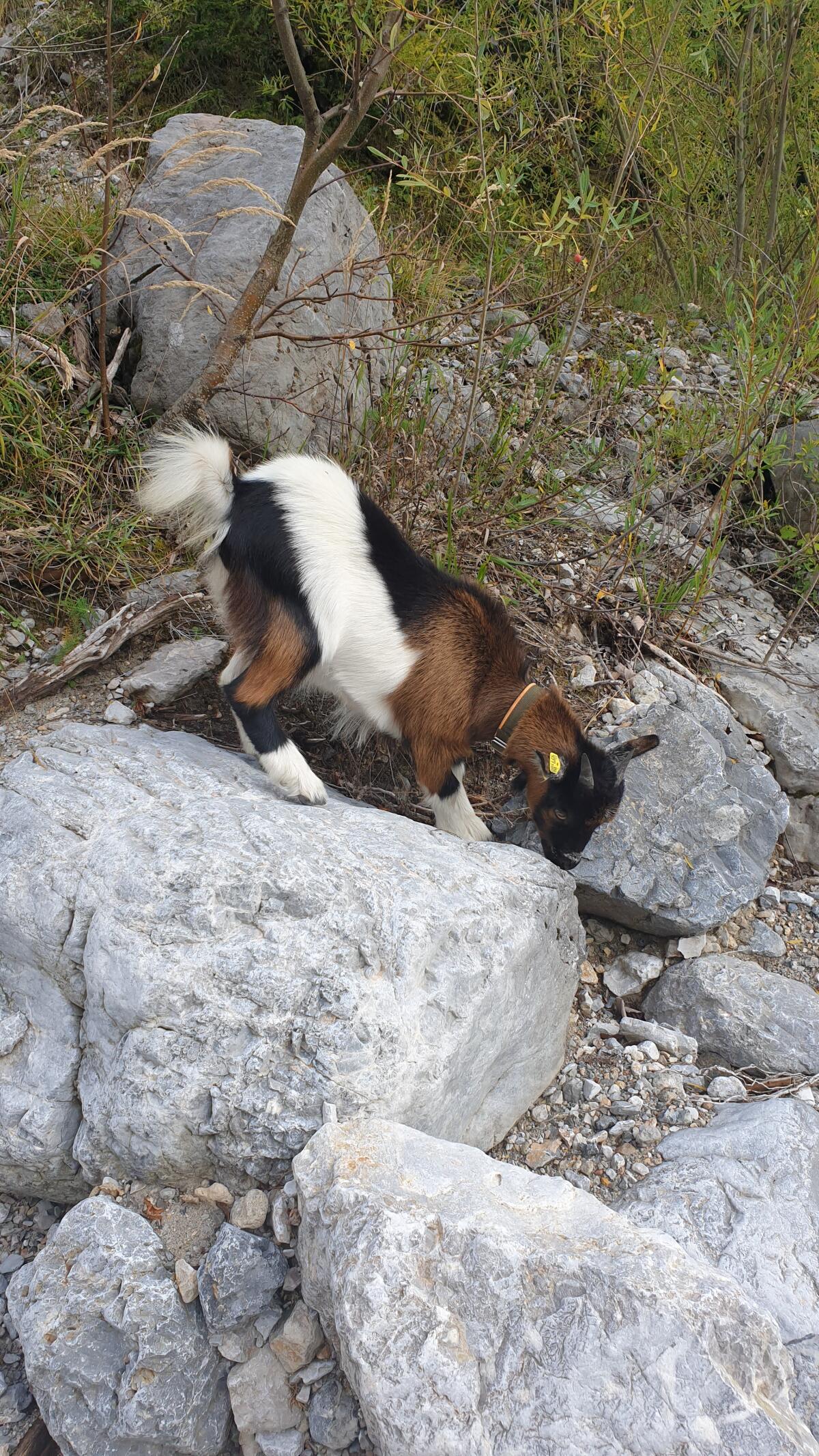 Zwergziegen - Geschwisterpaar 3