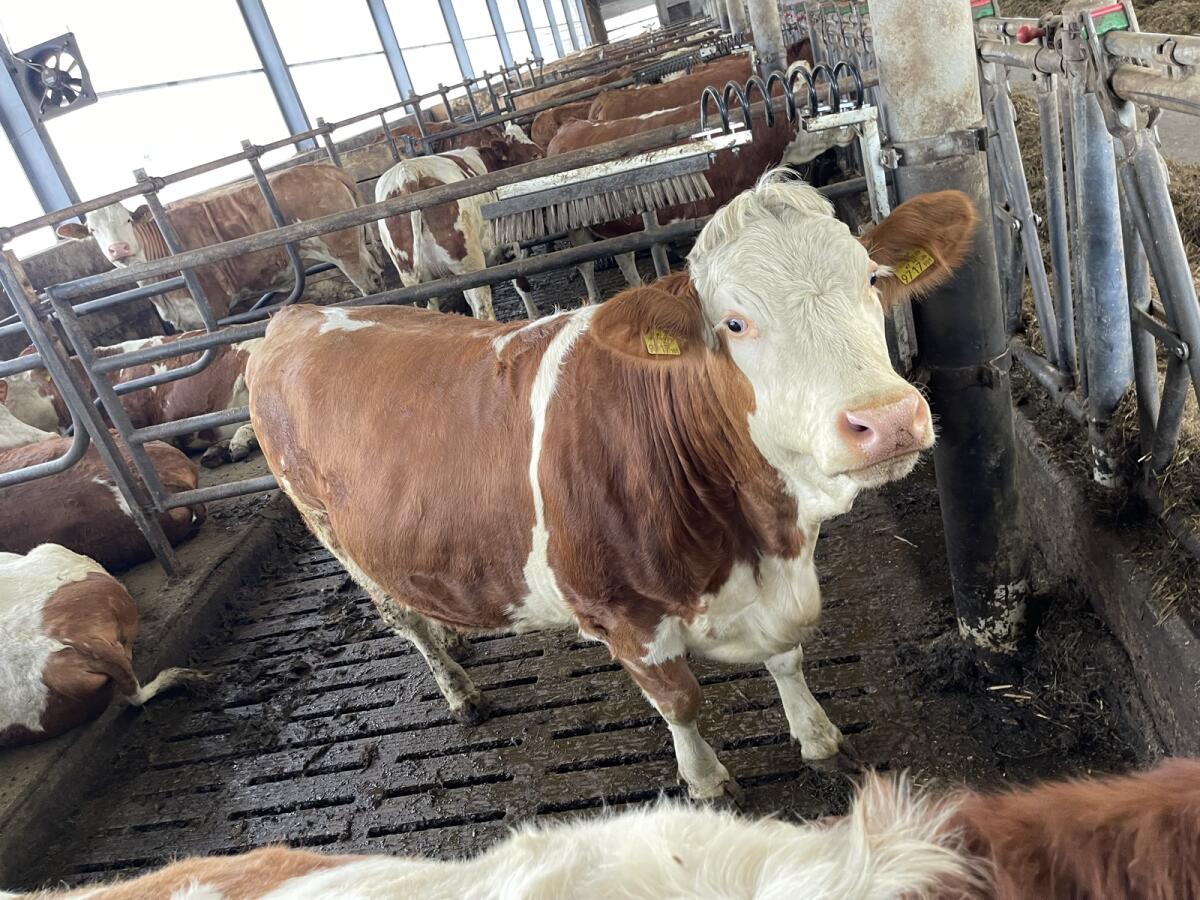 Kalbinn Kalbedatum April 2