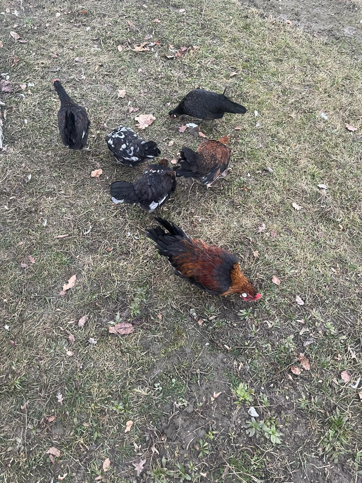 Hühner Mischlingshühner Altsteirer 2