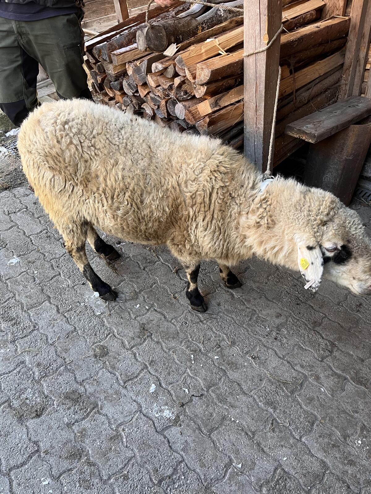 Alpiner Steinschaf-Widder 3