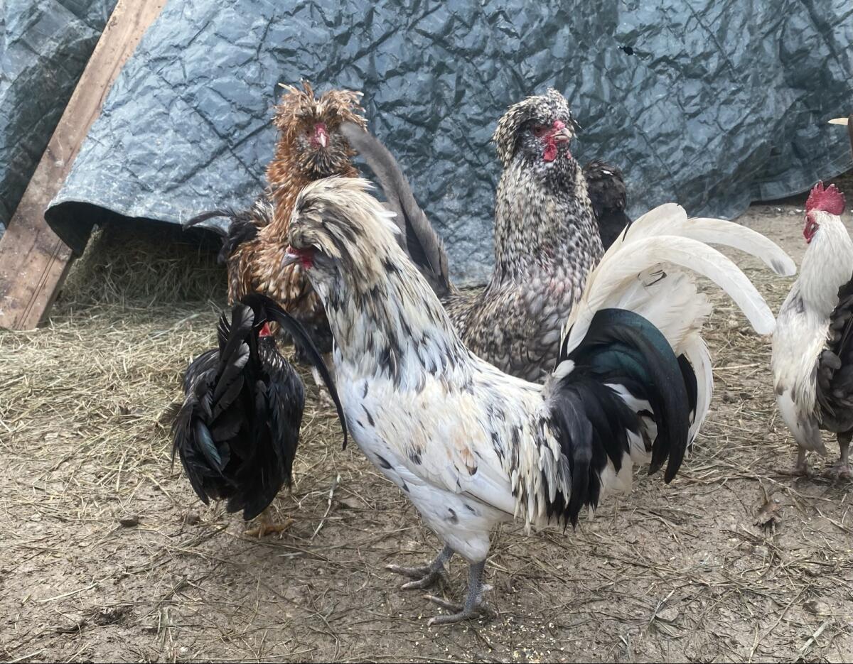 Zwergpaduaner Hähne glatt und gestruppt 2