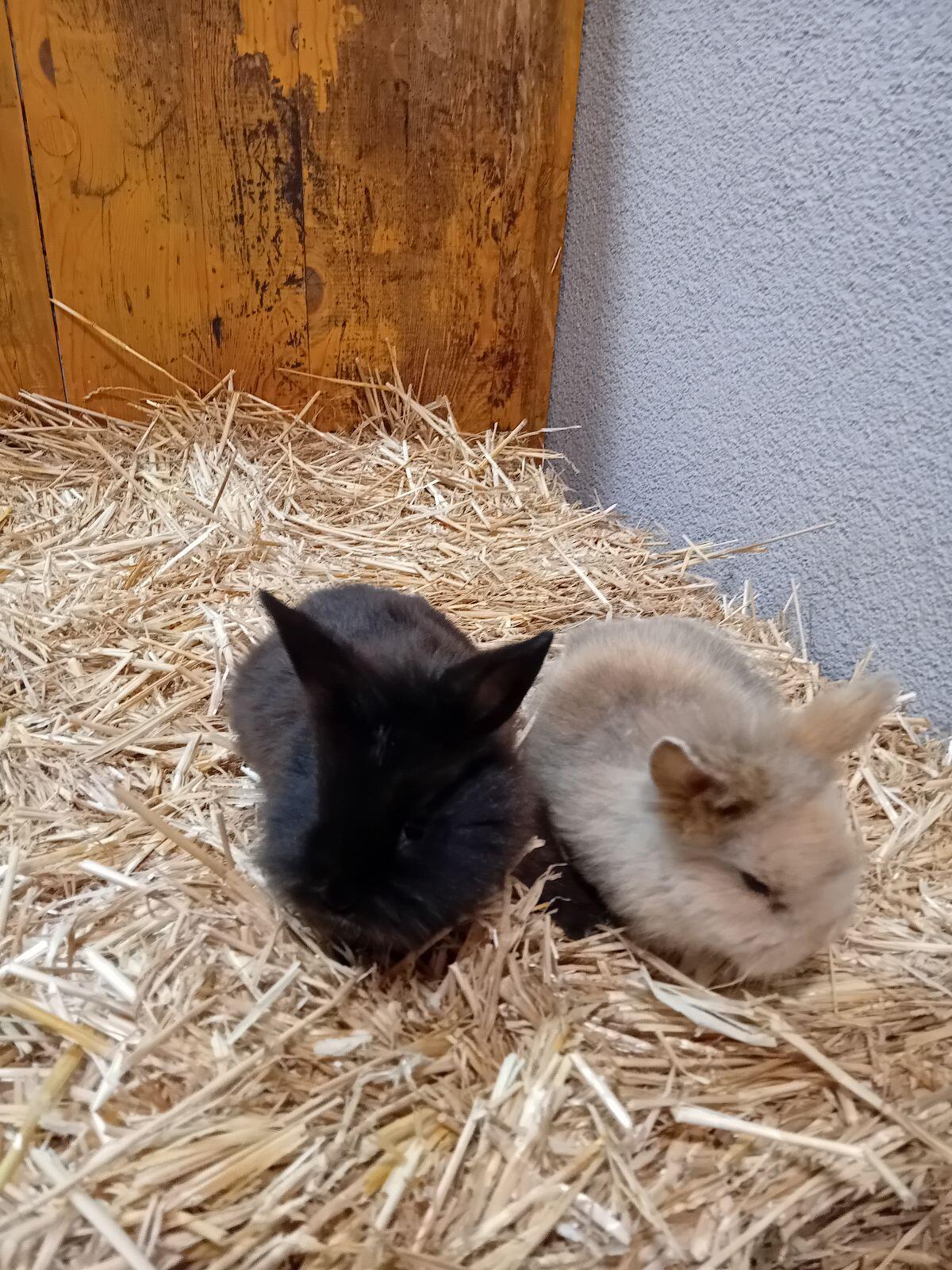 Zwerglöwenkopf Hasen 3