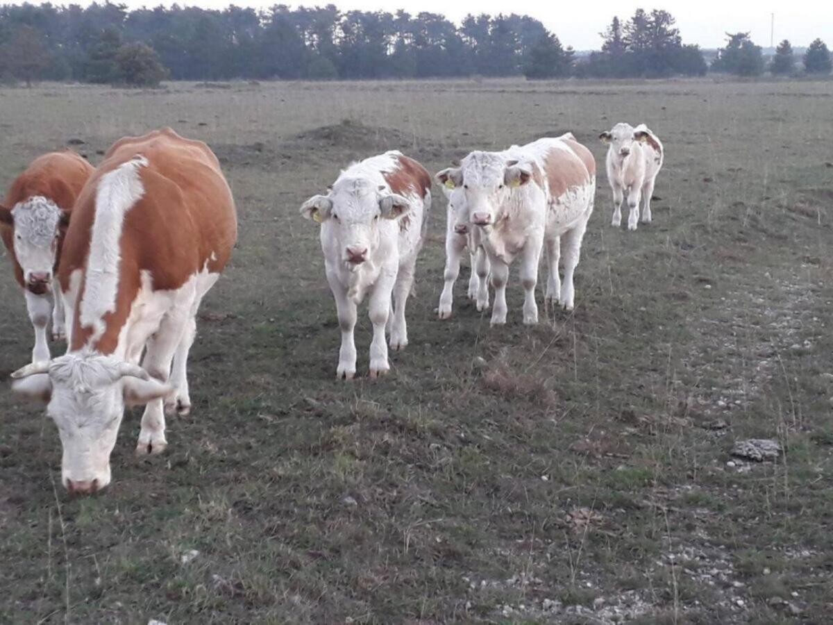 Ennstaler Bergschecken 2