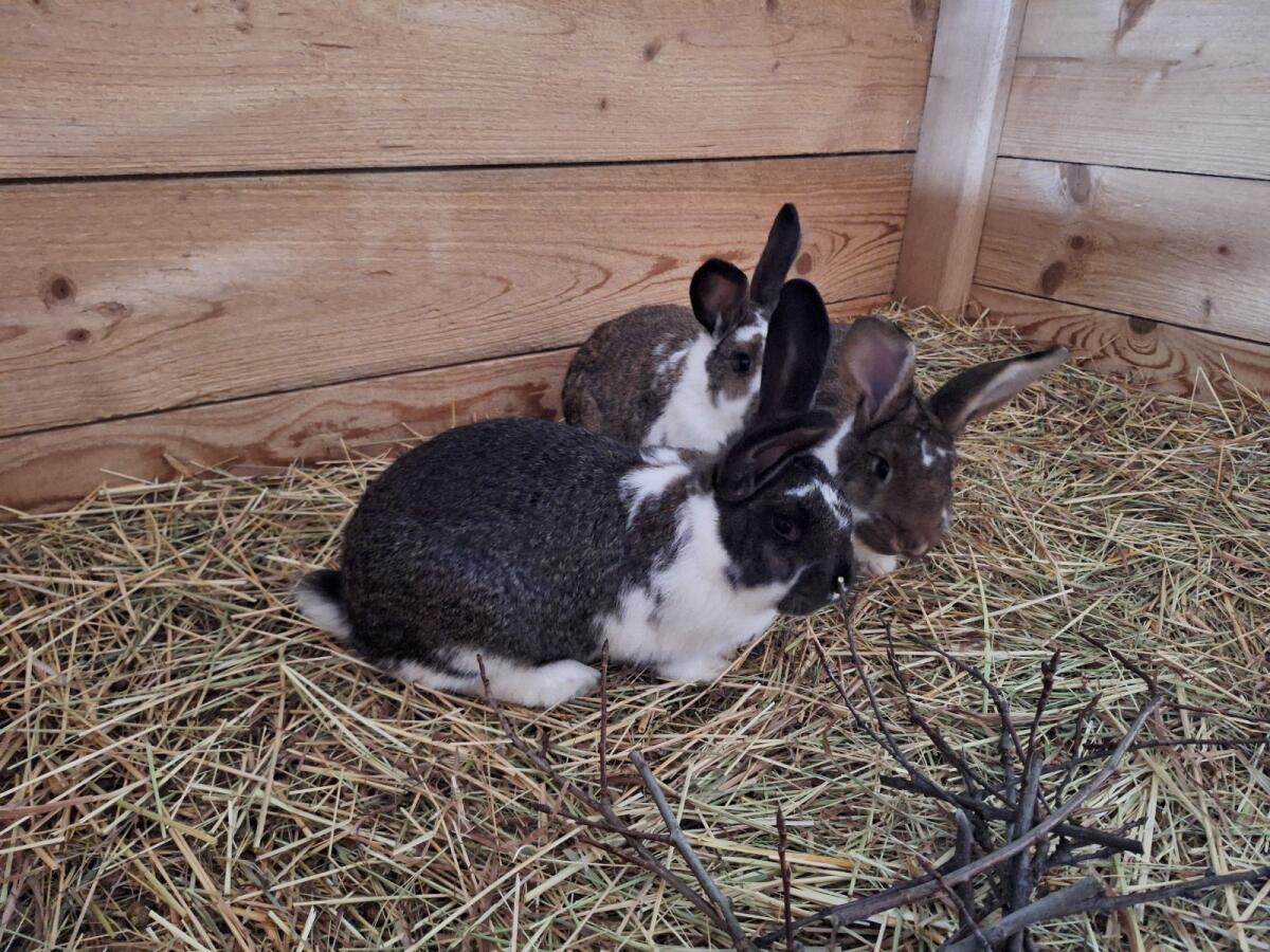 Verkaufe Kaninchen Weibchen 3