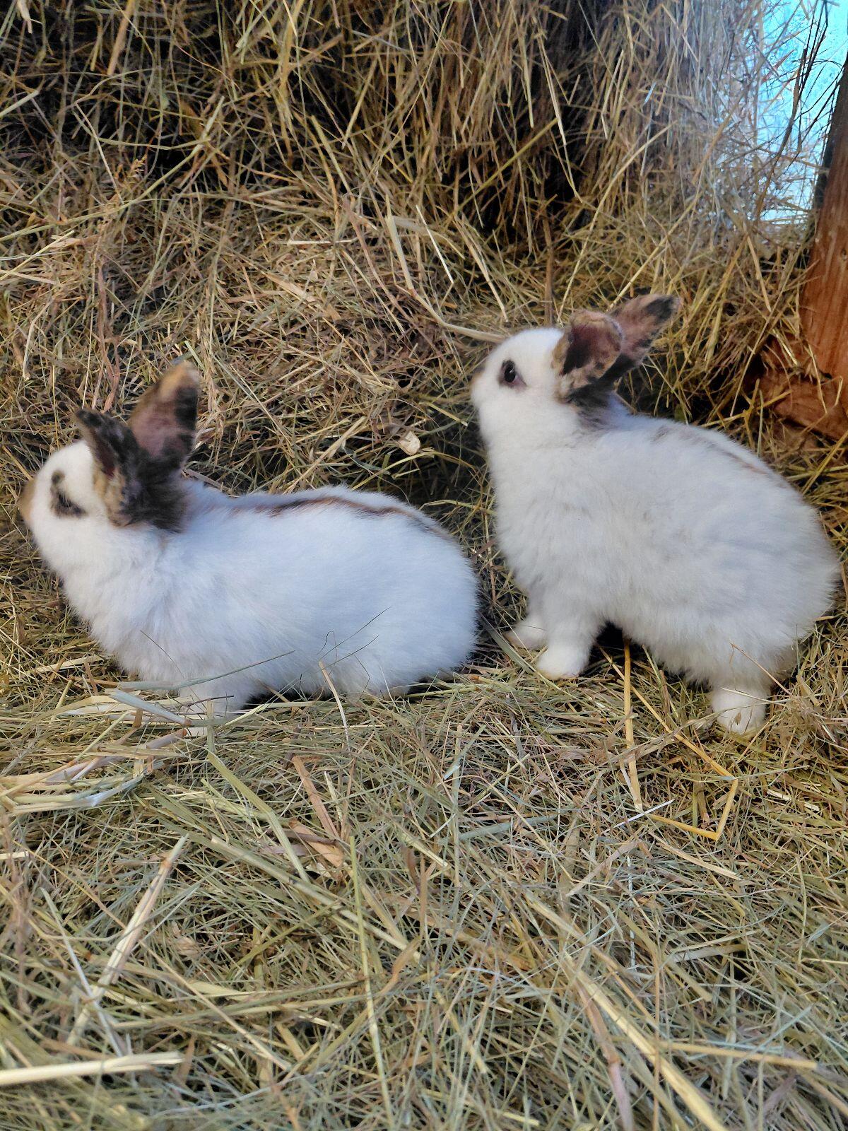 Dreifarbenschecken Rammler 2