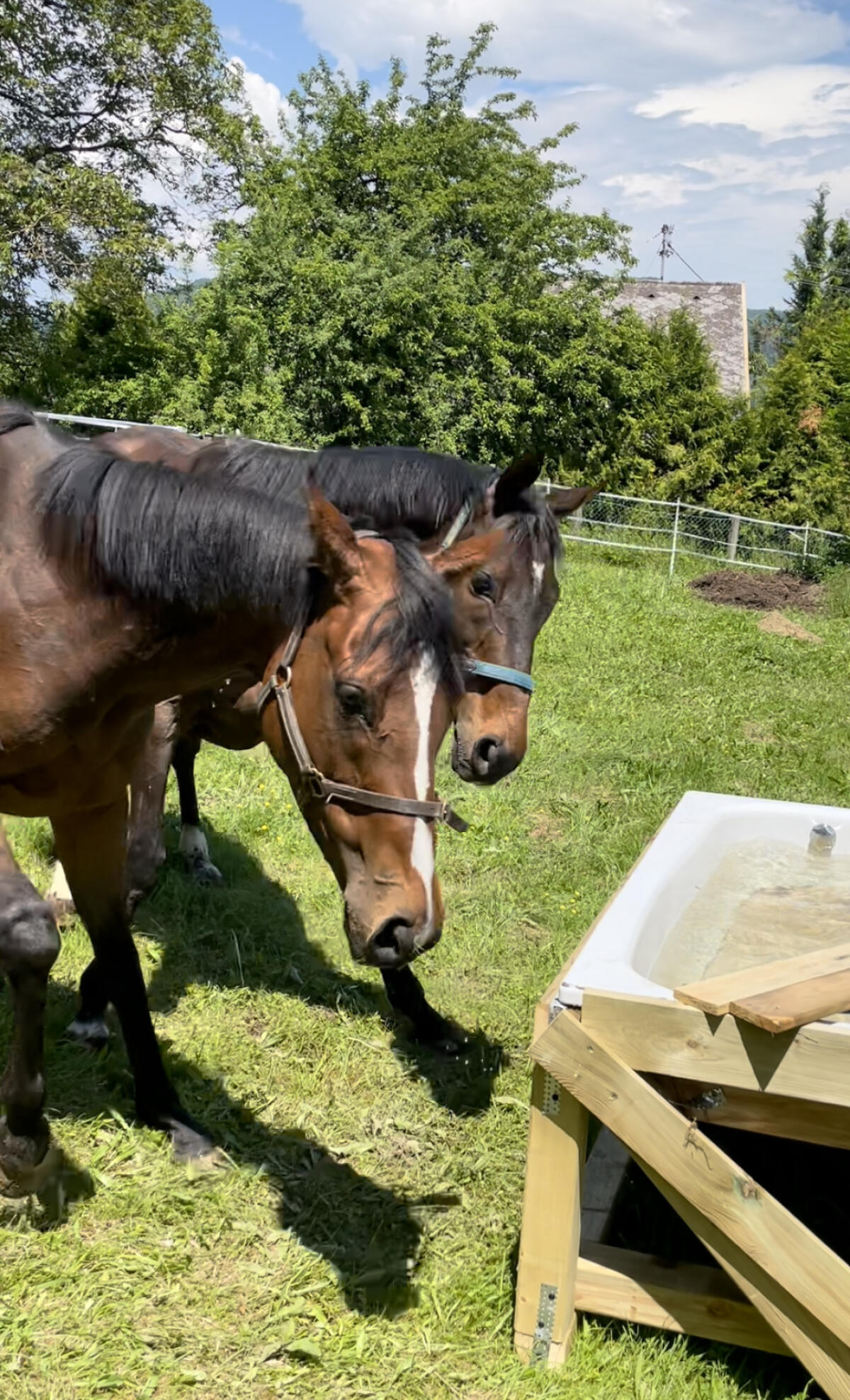 Unsere zwei brauchen DICH 2