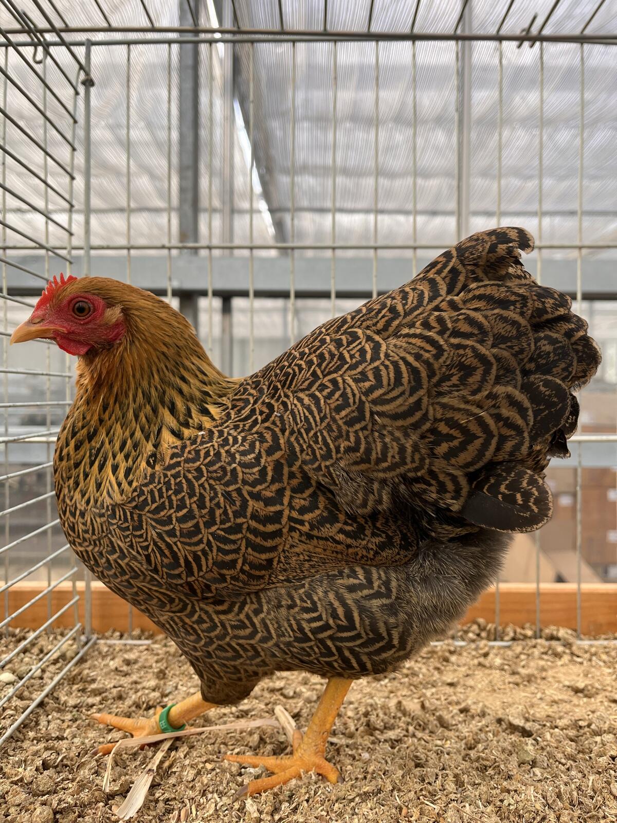 Zwerg Plymouth Rock rebhuhnfarben gebändert Bruteier 2