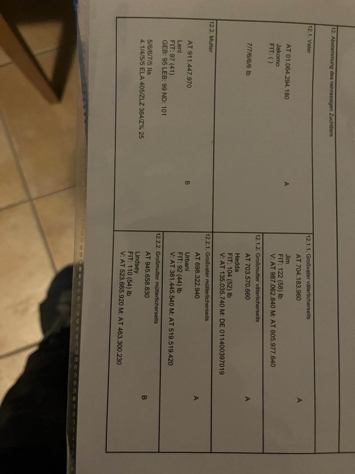 Verkaufe diese HB Tauernschecken Ziege 2