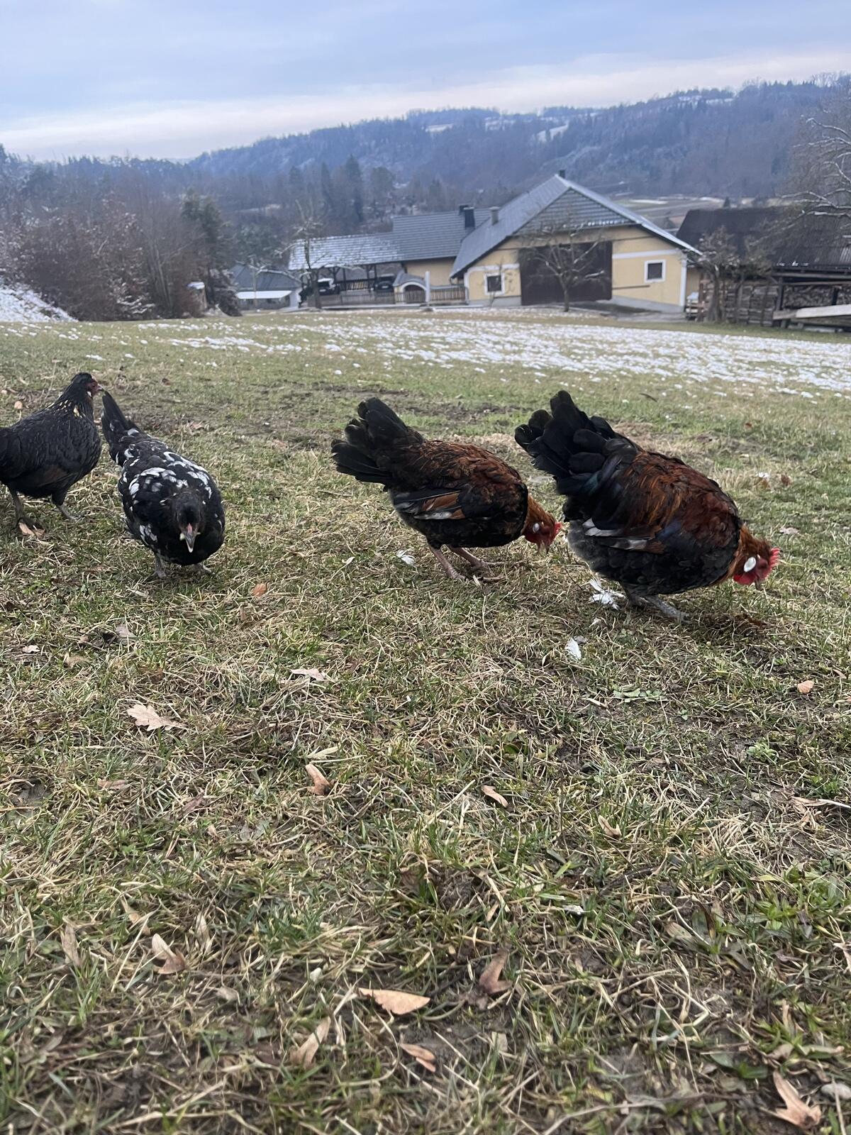 Hühner Mischlingshühner Altsteirer 3