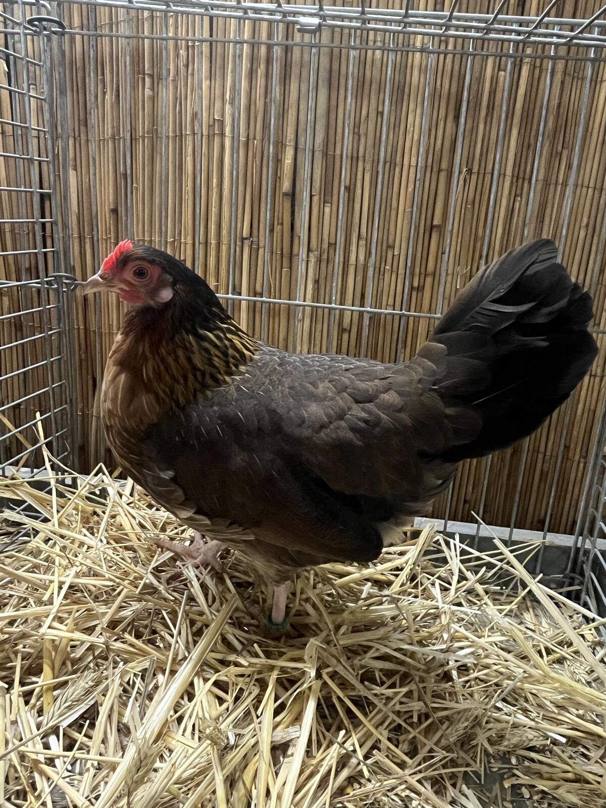 Steinpiperl, Stoahendel, Zwerg Hühner 2