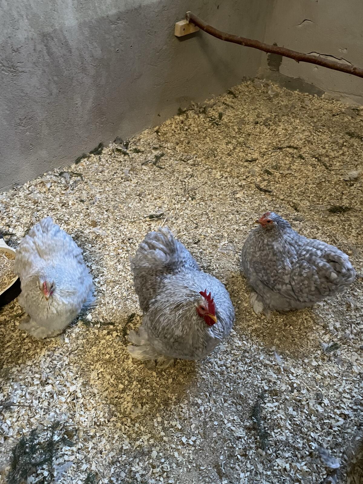 Zwerg Cochin Stamm perlgrau gesperbert 3