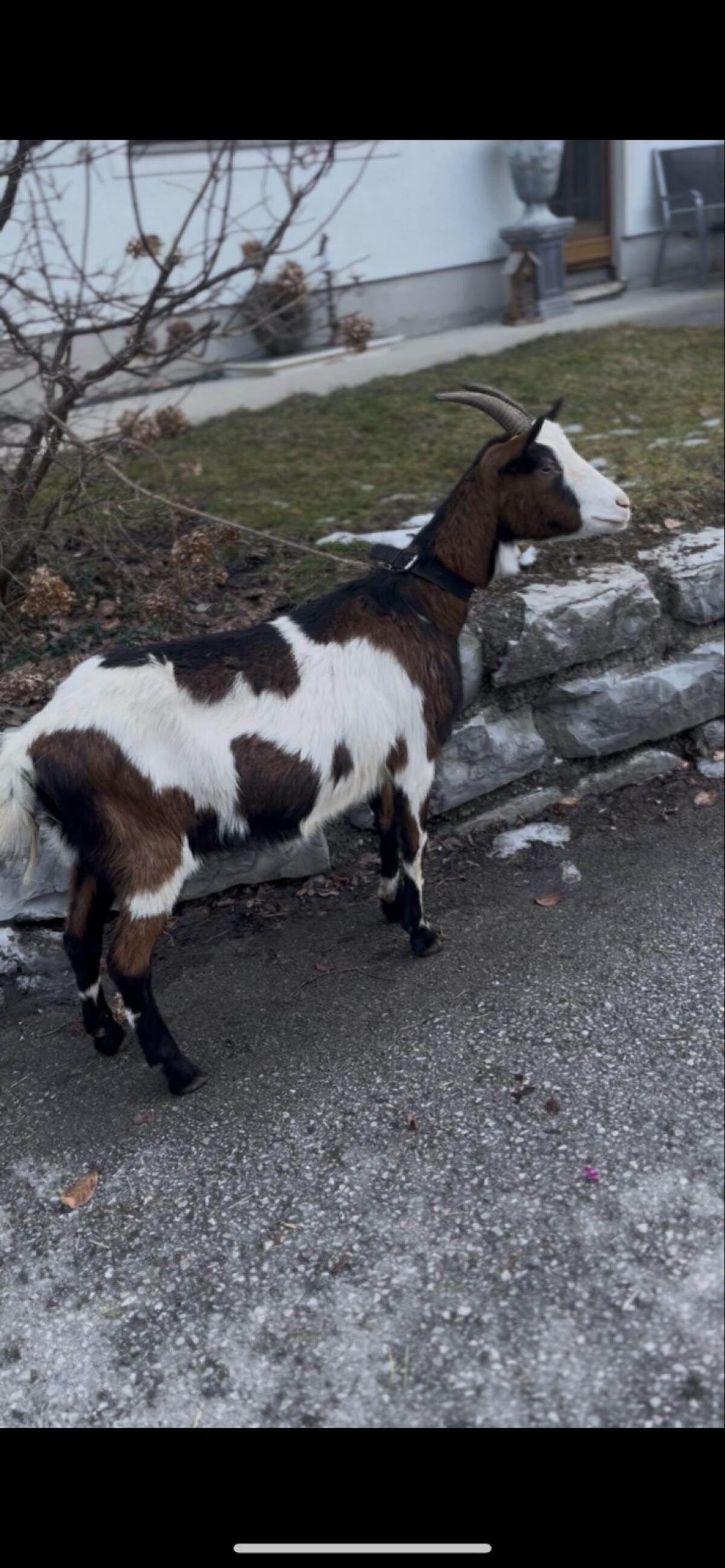 Verkaufe diese HB Tauernschecken Ziege 3