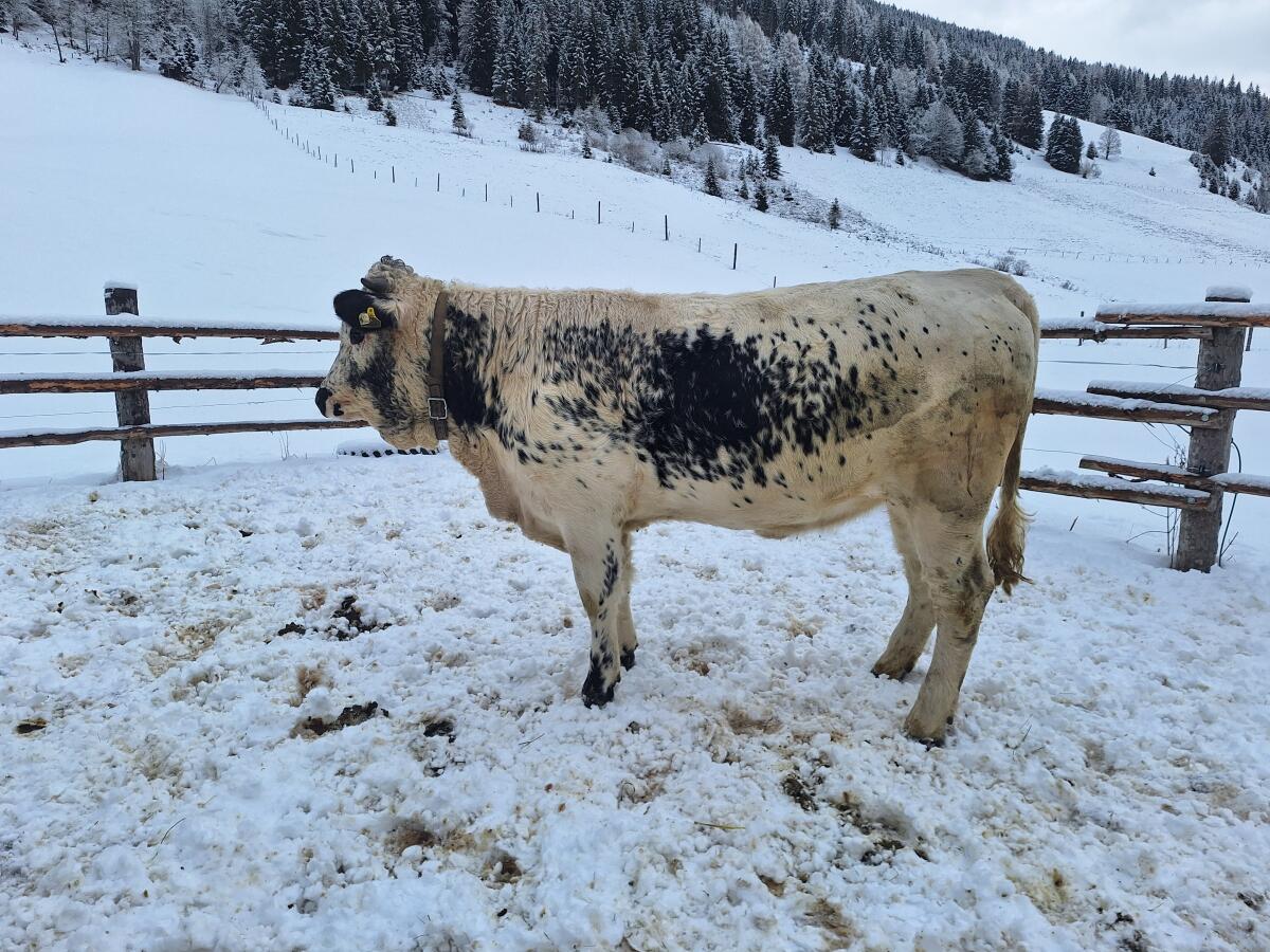 Bio Pustertaler Sprinzen Kalbin 3