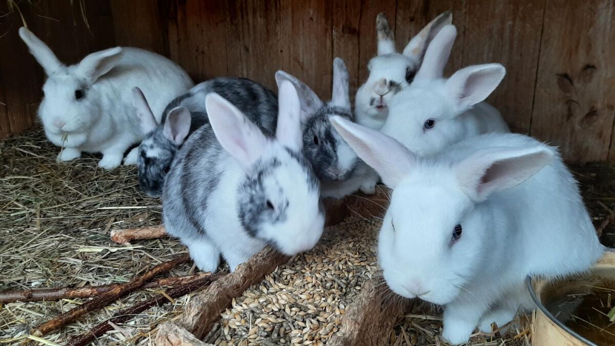 Zwergkaninchen Rhönfarbig/Weiß 3