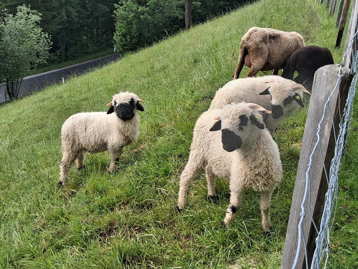 Walliser Schwarznasenschafe 3