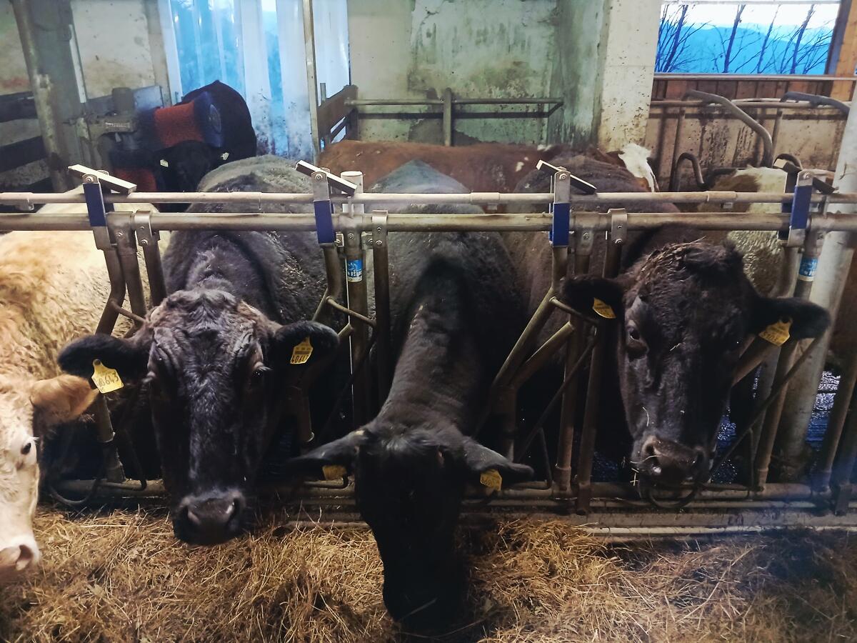 BIO Wagyu Mastochsen reinrassig 2