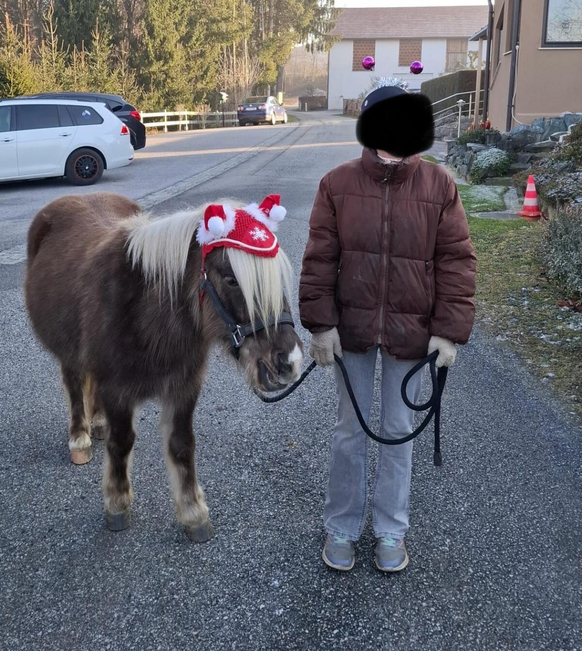 Austrian Pony 2