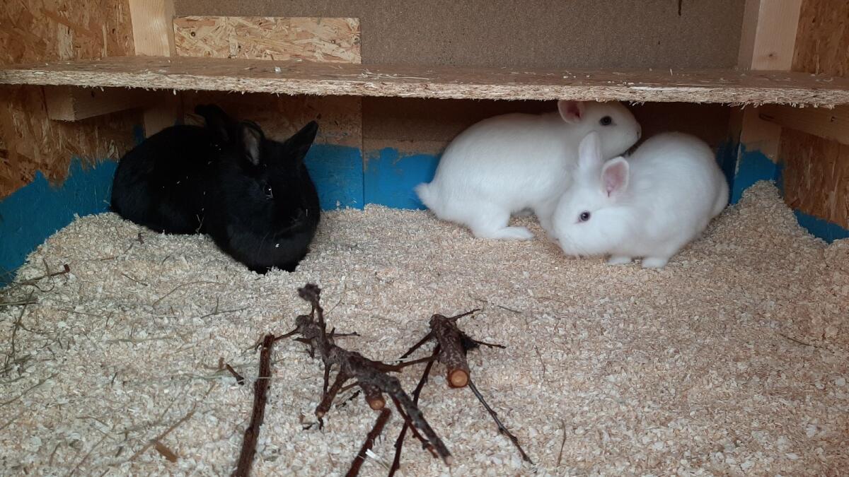 Zwergkaninchen weiblich 6 Monate 2