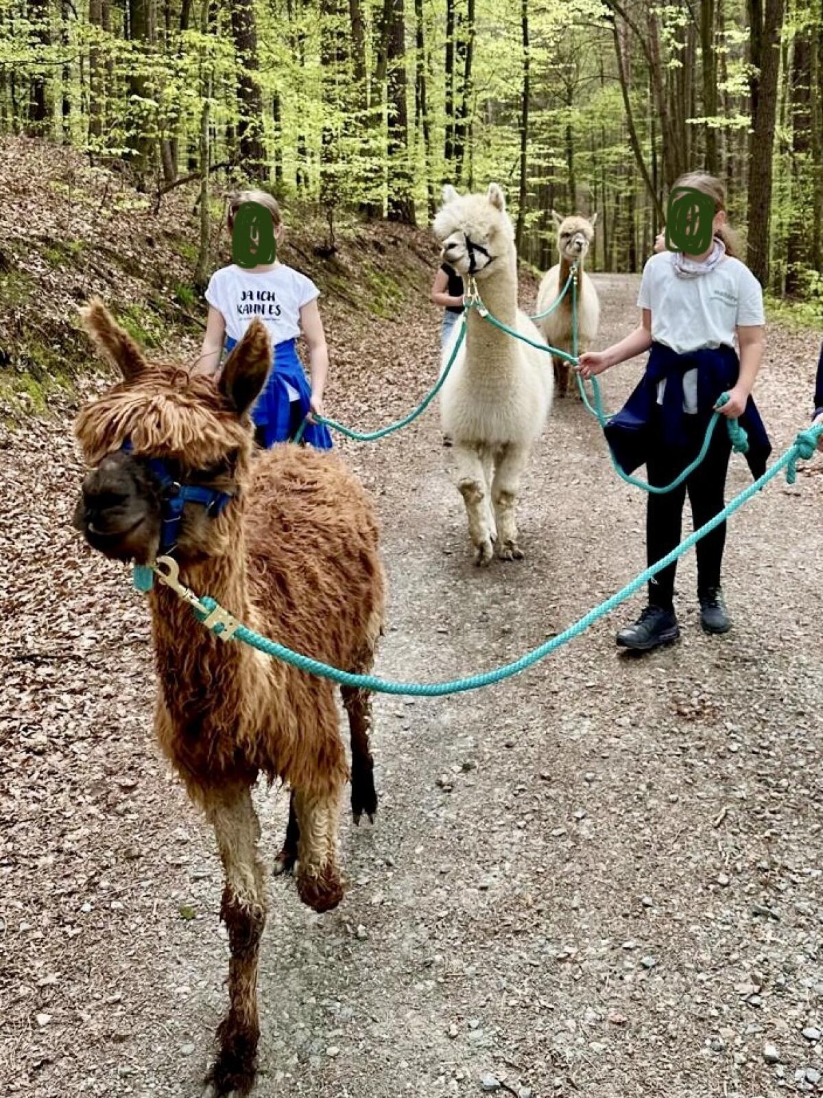 Alpaka-Wallach-Herde 3