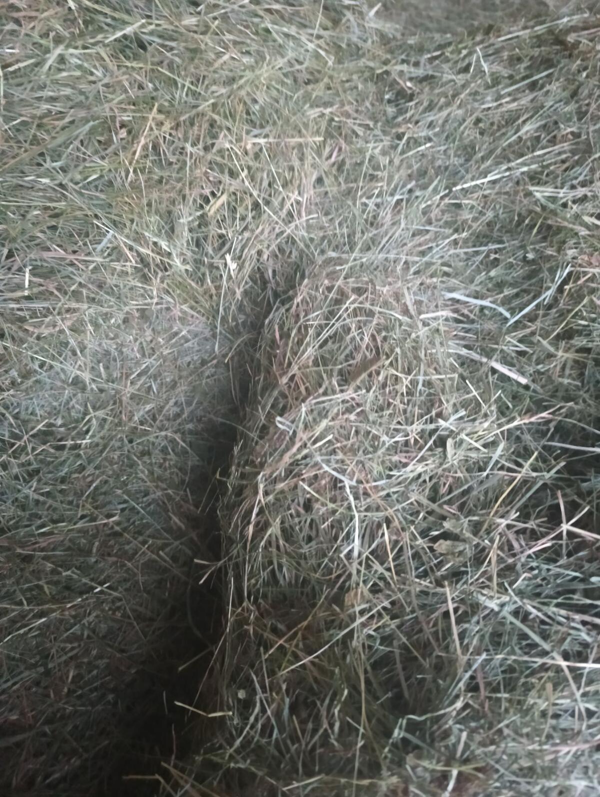 Heuballen 1. und  2. Schnitt, Pferdeheu 2