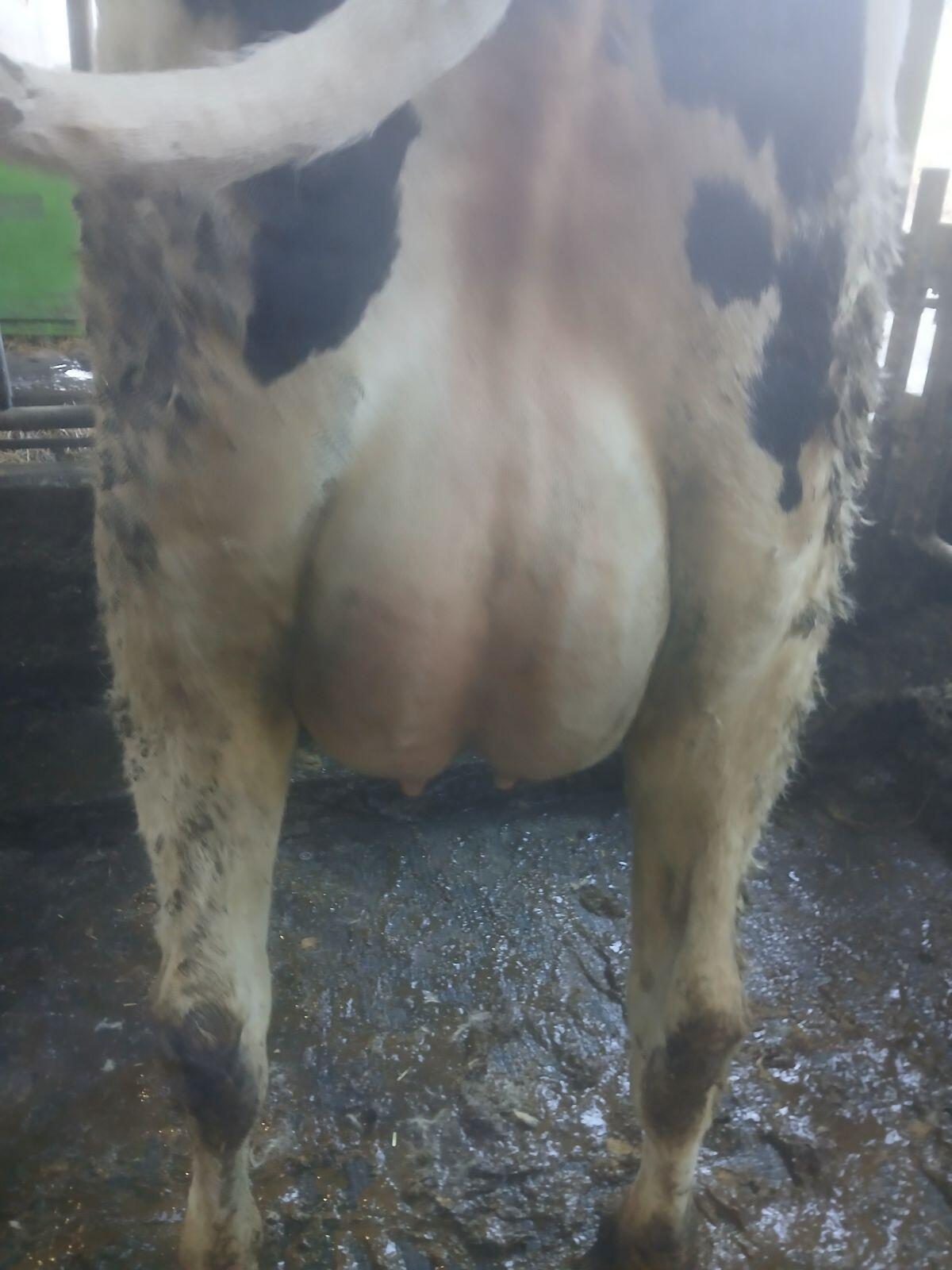 Holstein Jungkuh 2