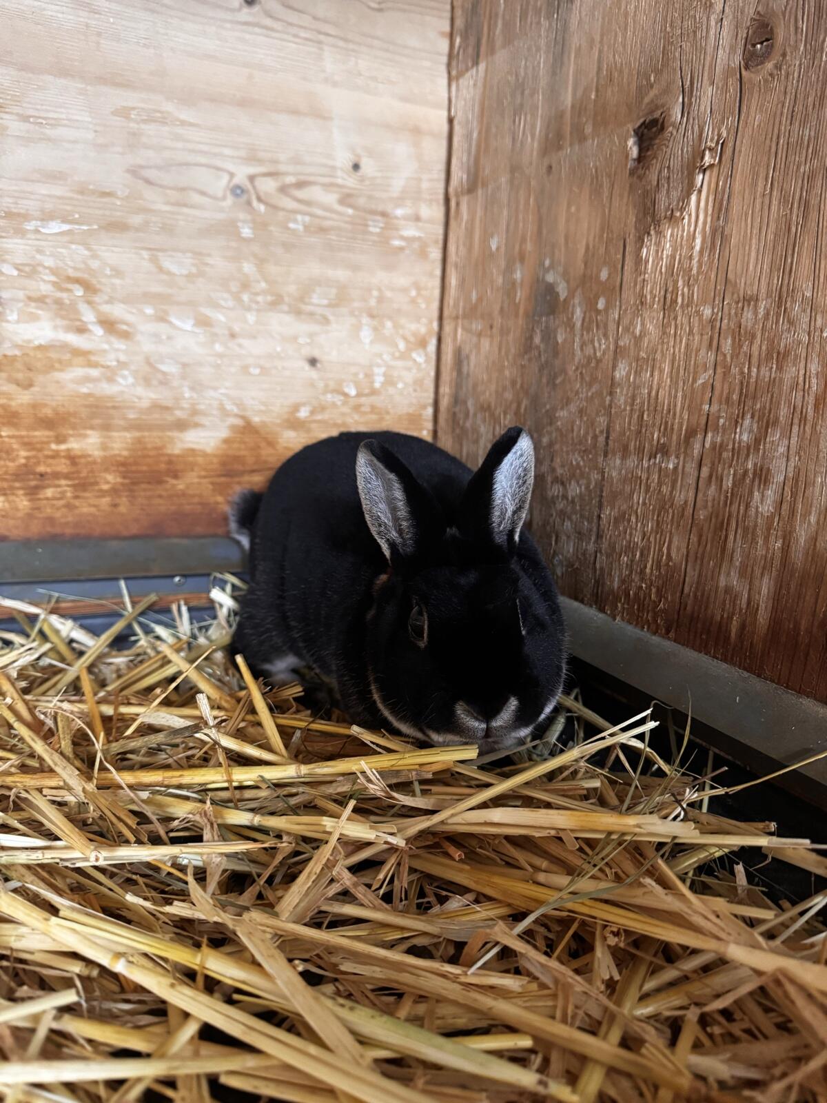 Kastrierter Zwerg Rex 3