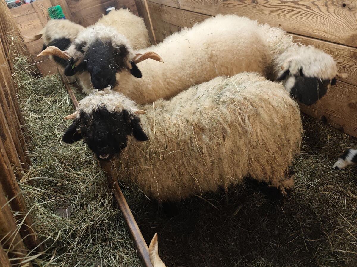Walliser Schwarznasenschaf 3