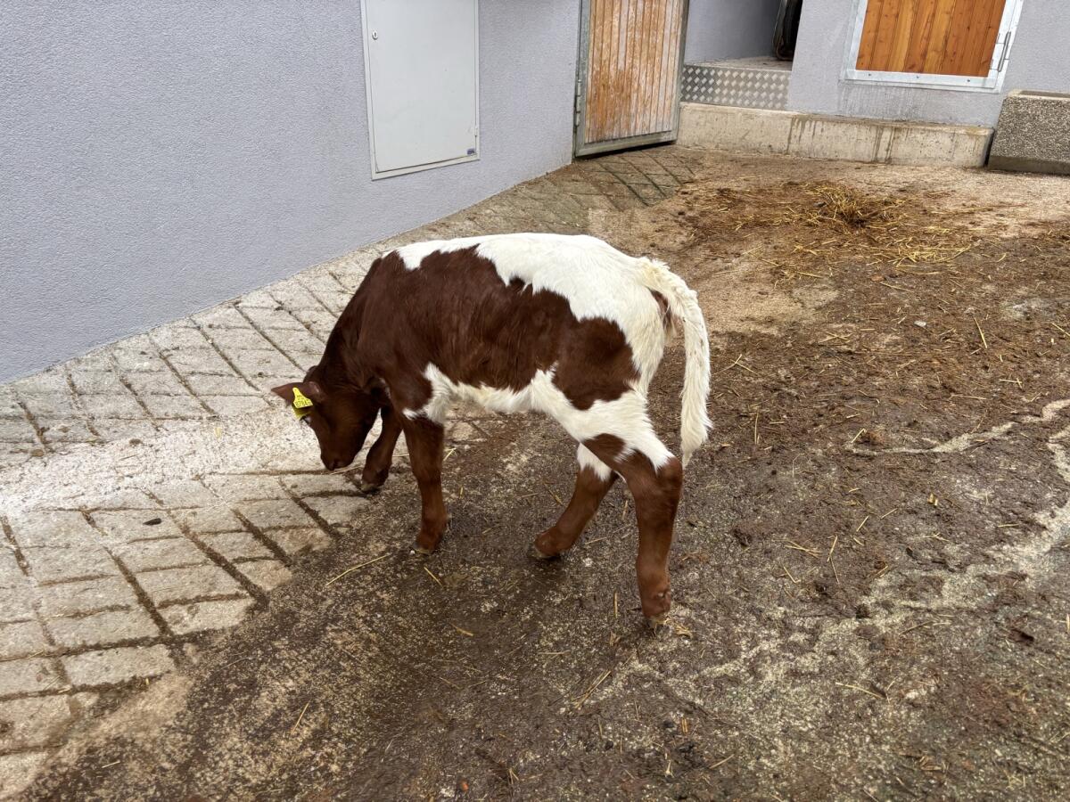 Original Pinzgauer Kuhkalb 2