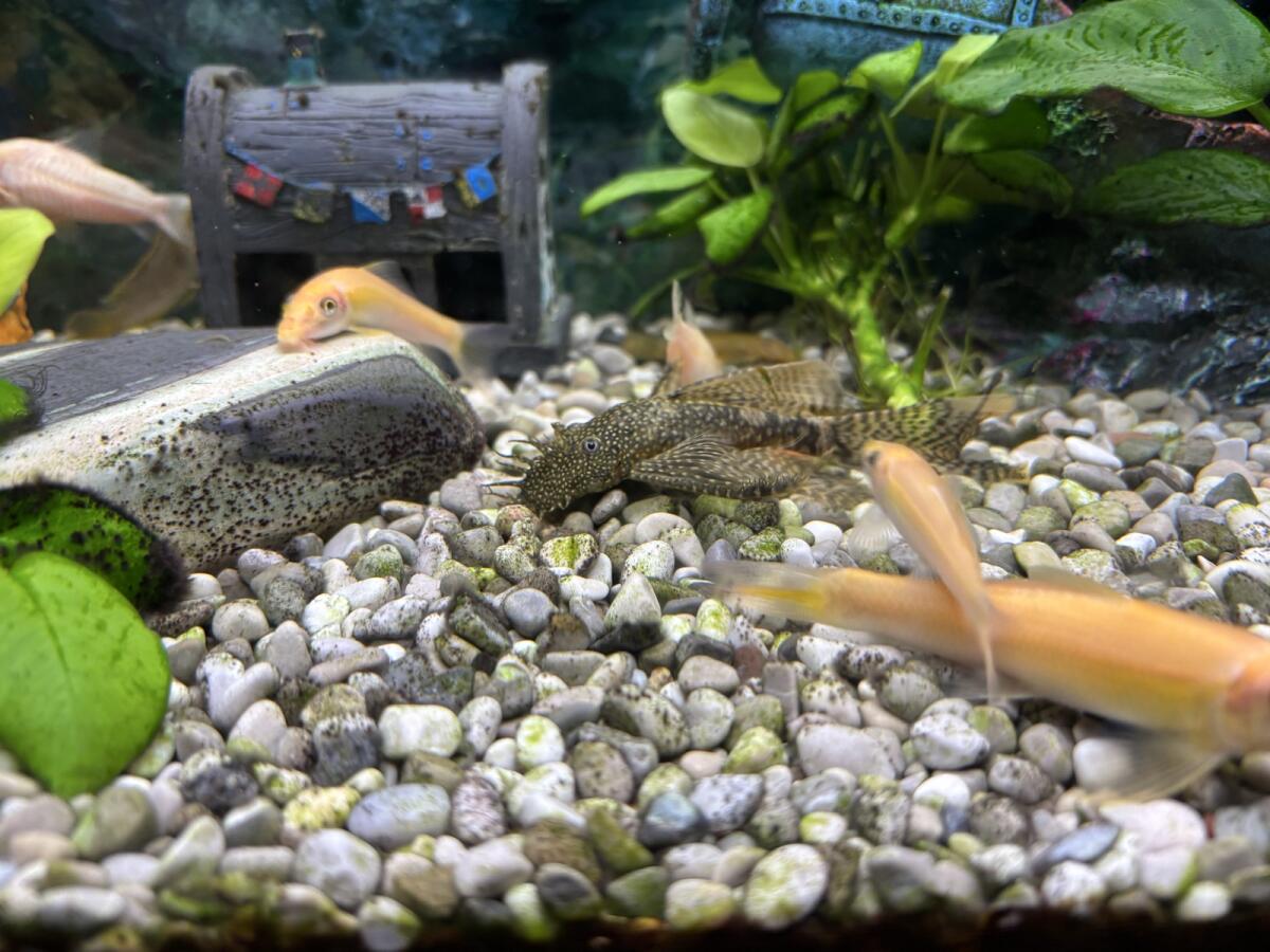 Long Fin Antennenwels 2