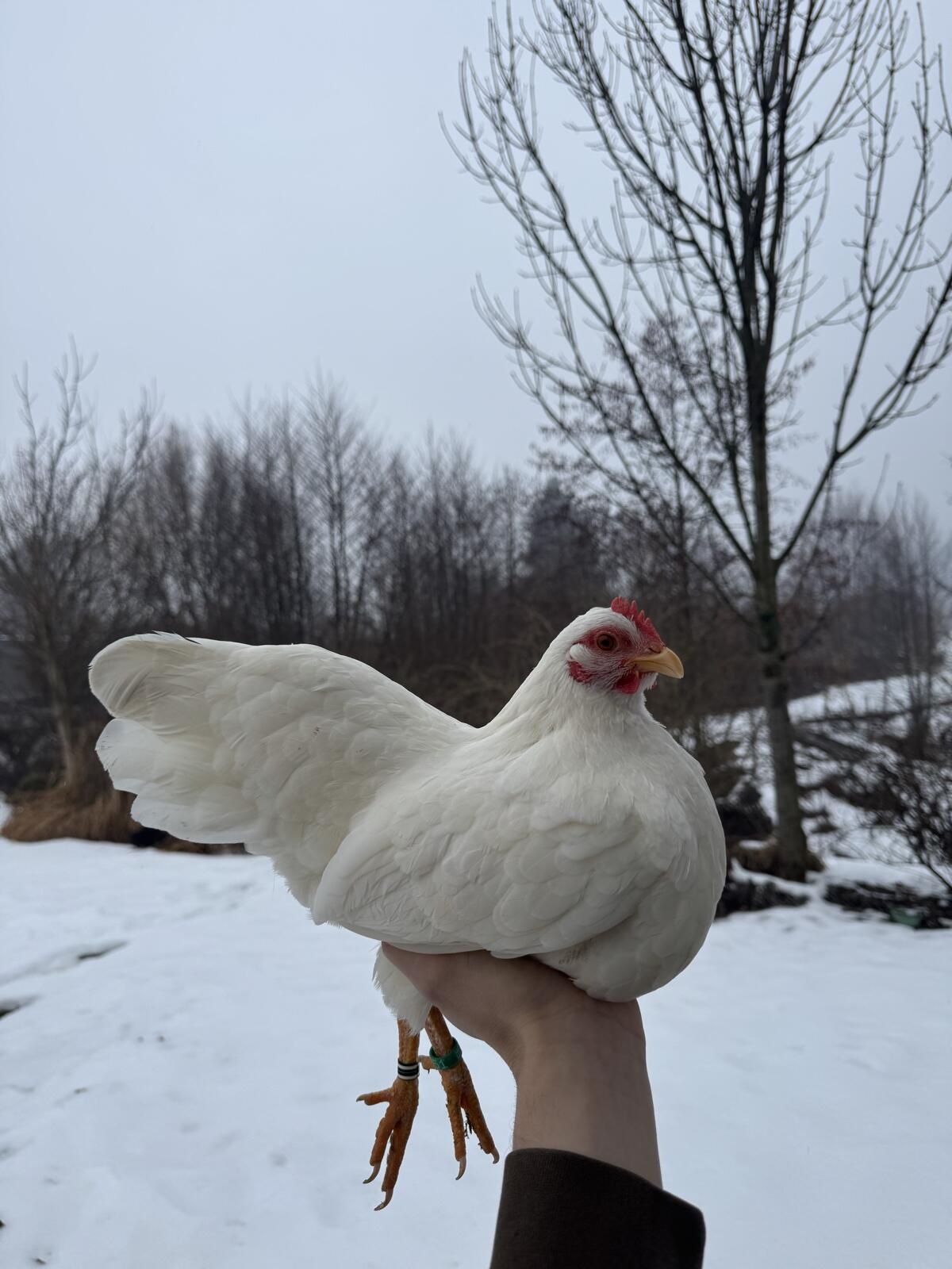 Zwerg Bielefelder und Zwerg Barnevelder 2