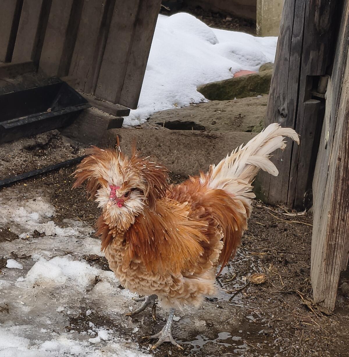 Gestruppte Paduaner 2