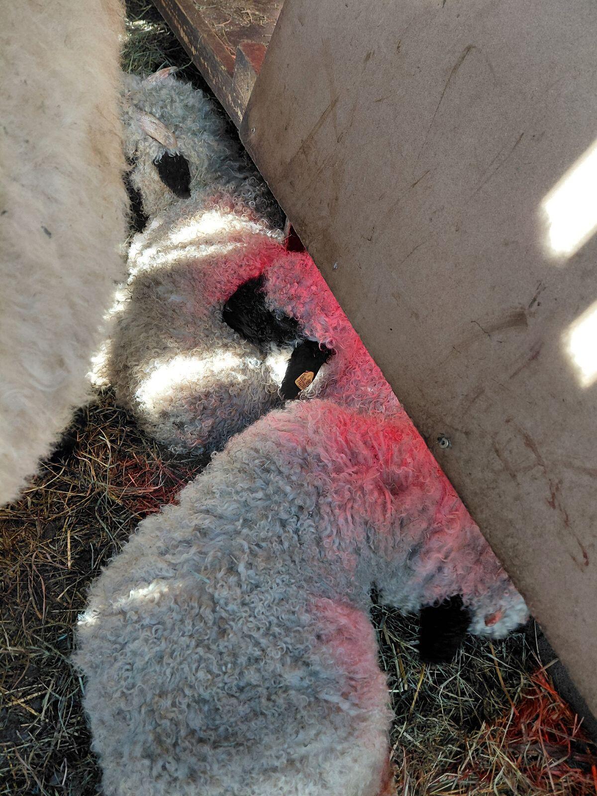 Walliser Schwarznasenschafe 2