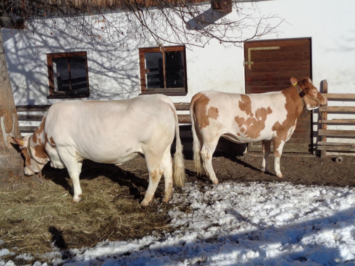 Trächtige Fleckvieh Kalbinnen 2