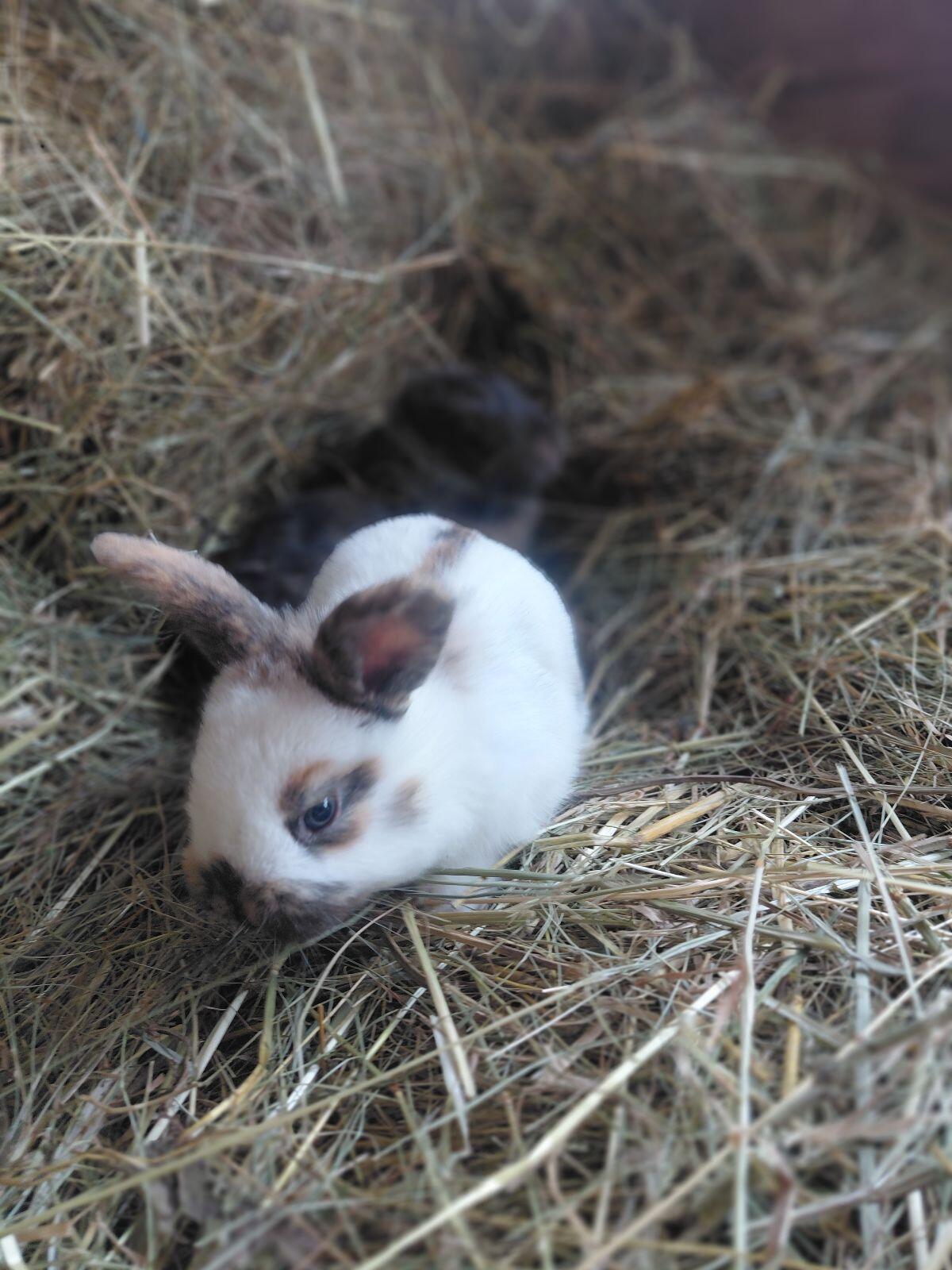 Dreifarbenschecken 2