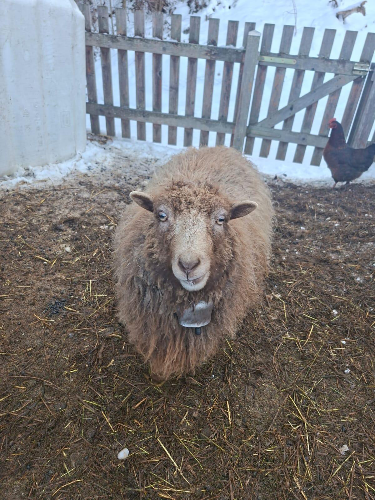 Zwerg Schafe zu verkaufen. 2