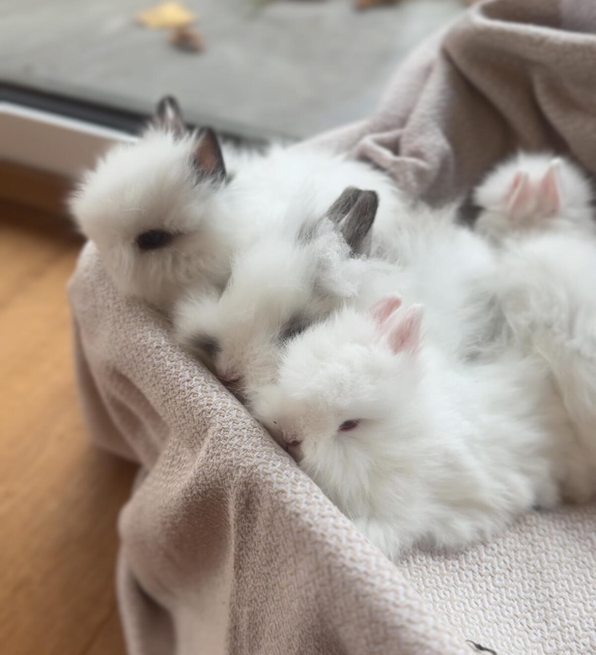 Teddyzwergkaninchen 2