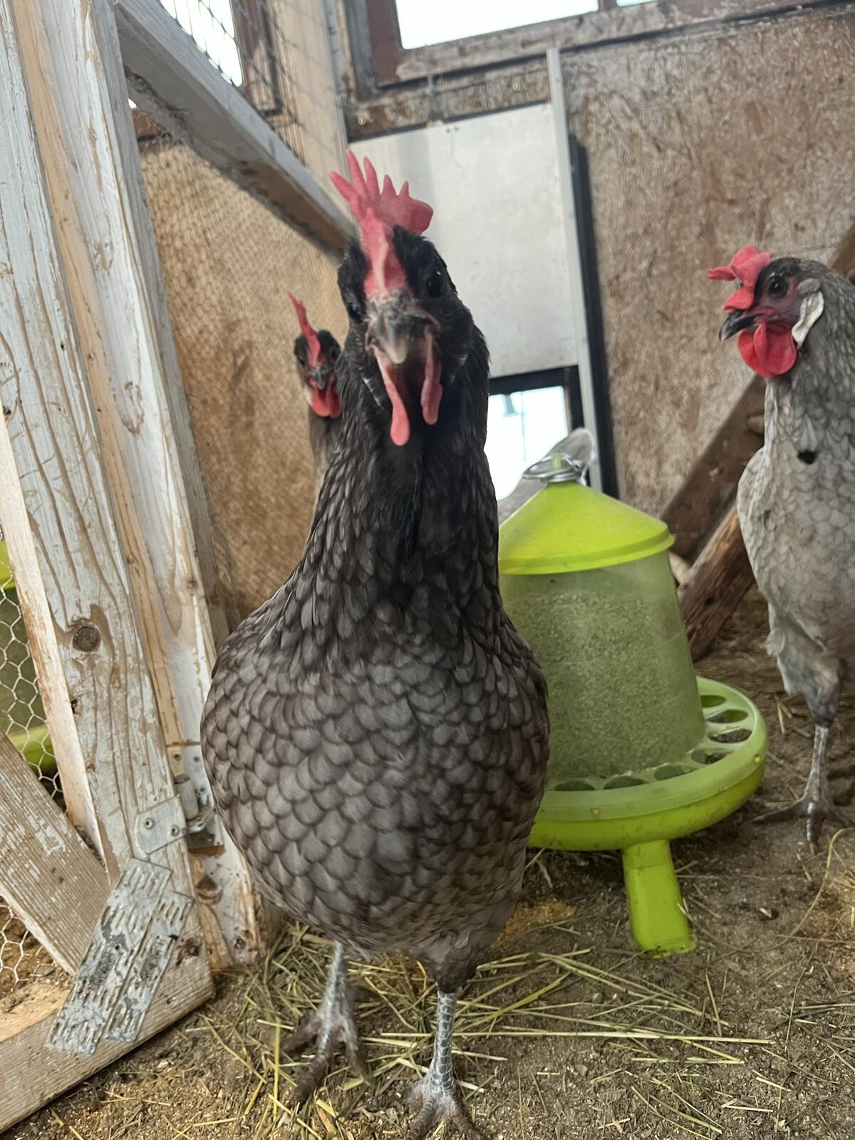 Bresse Gauloise Bleu Tagesküken 2