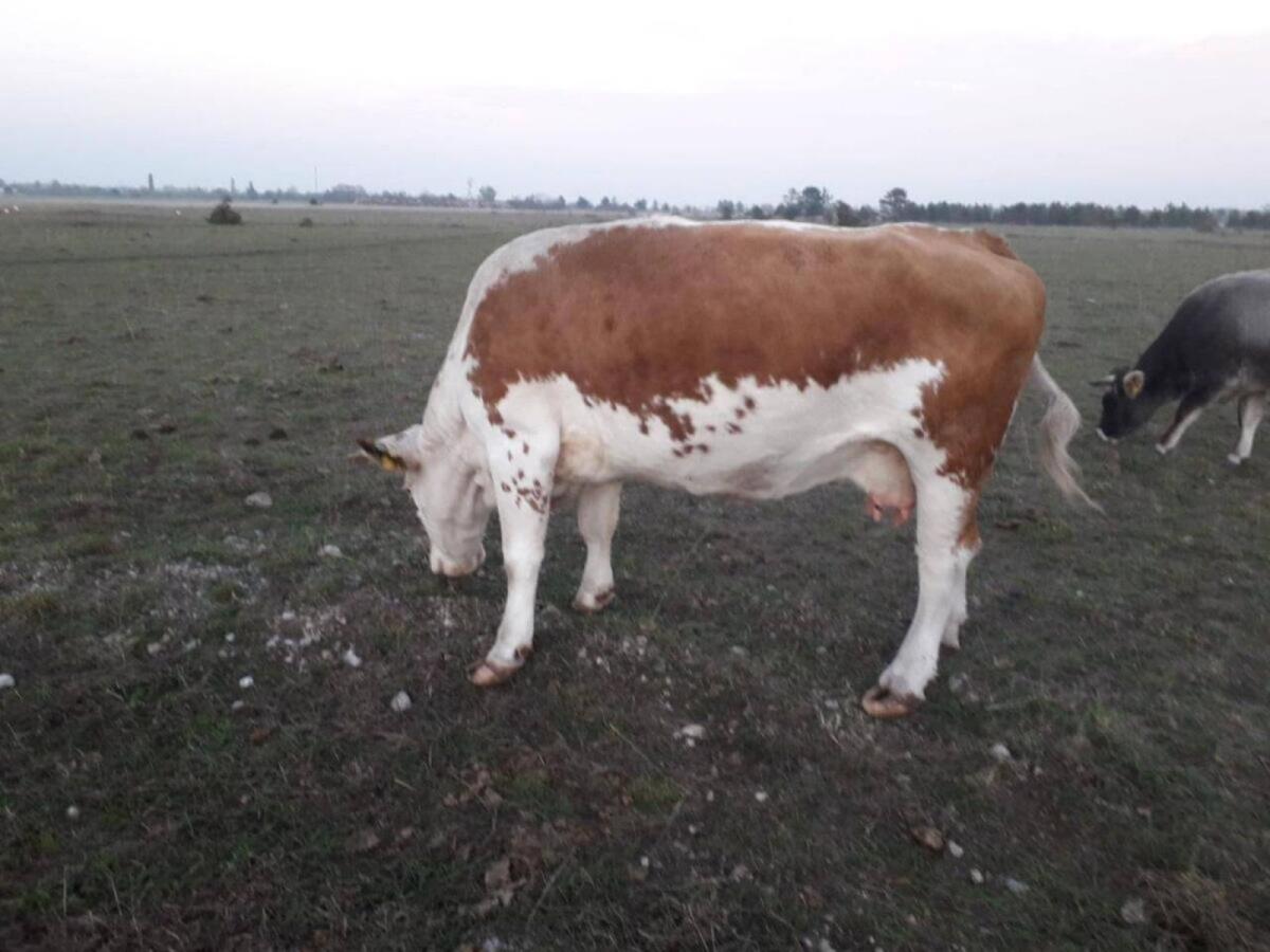 Ennstaler Bergschecken 3