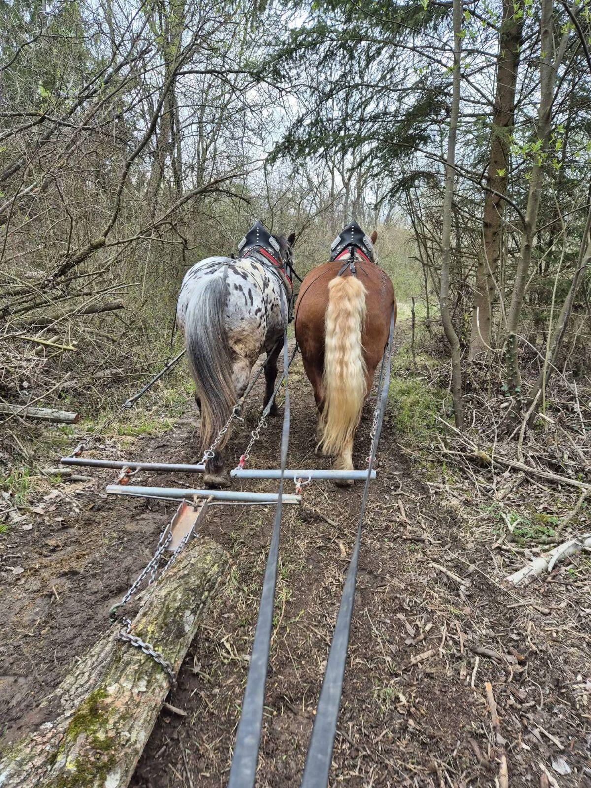 Toller Tiger Noriker Wallach 3