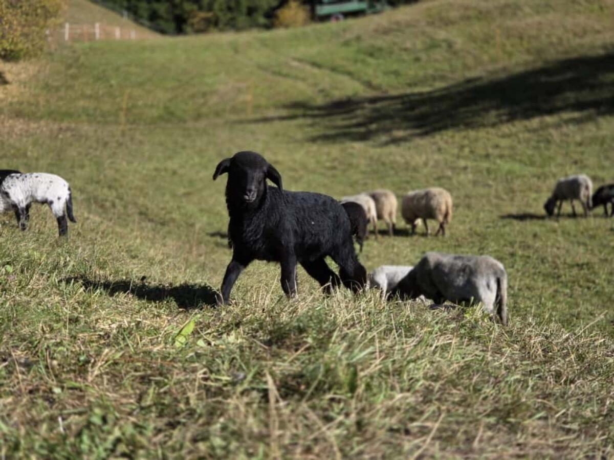 Alpine Steinschafe 2