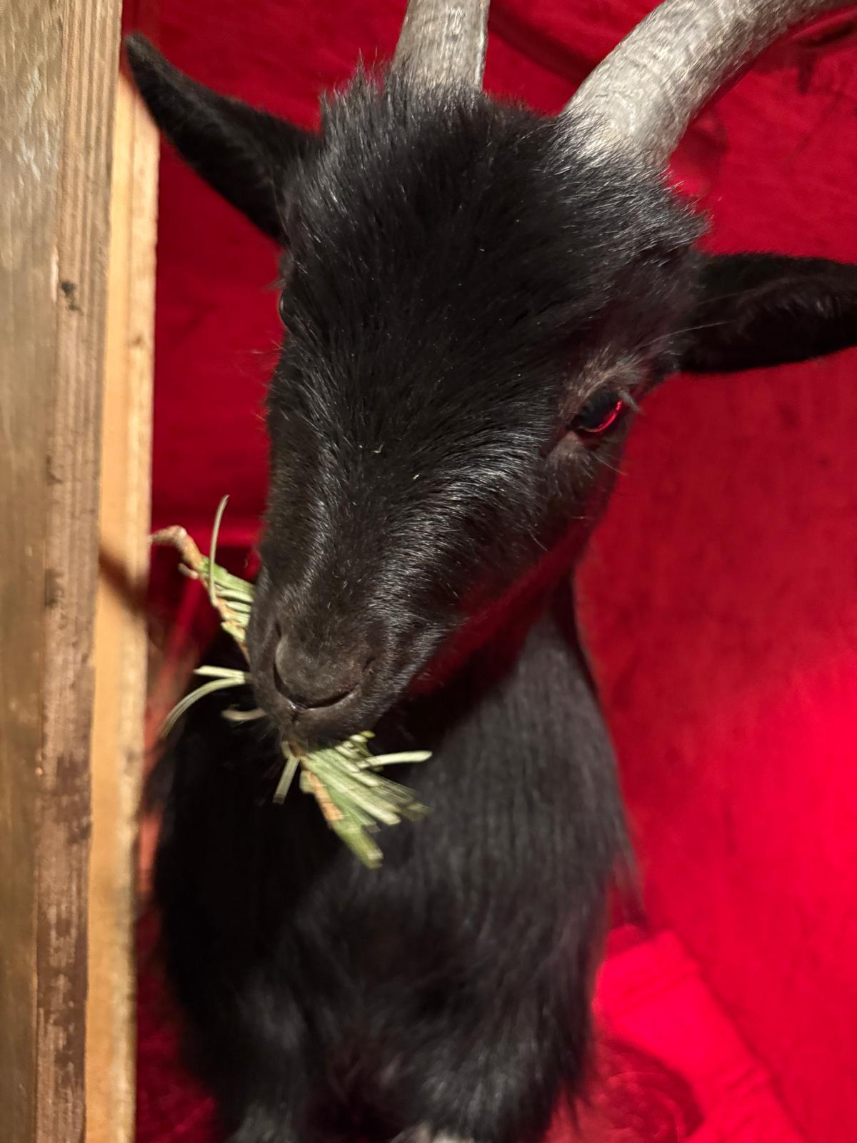 2 Zwergziegenböcke suchen ein neues Zuhause 2
