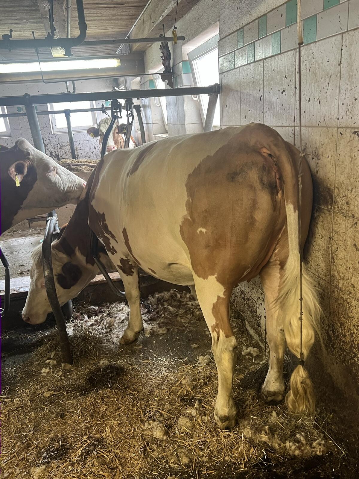 2 fv kalbinen trächtig. 2