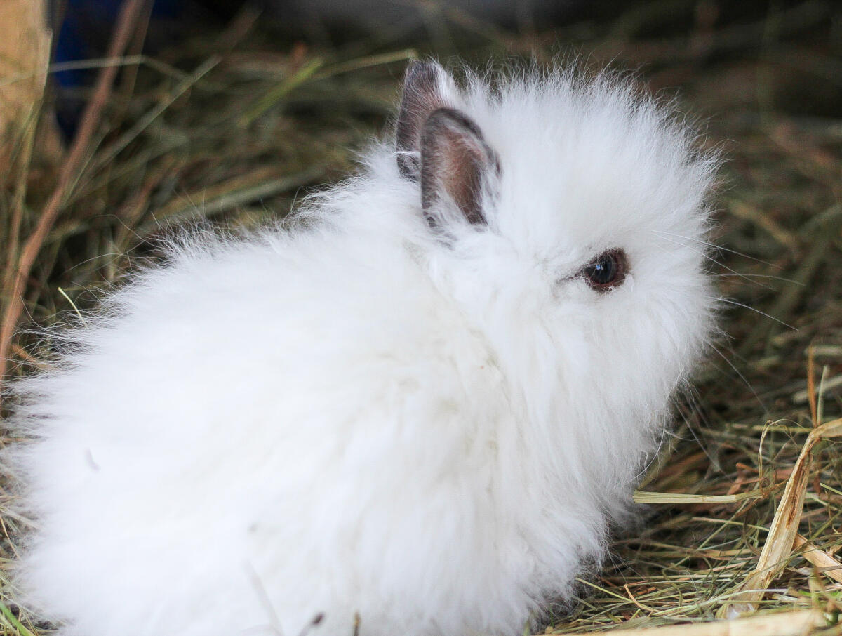 Teddyzwergkaninchen 3