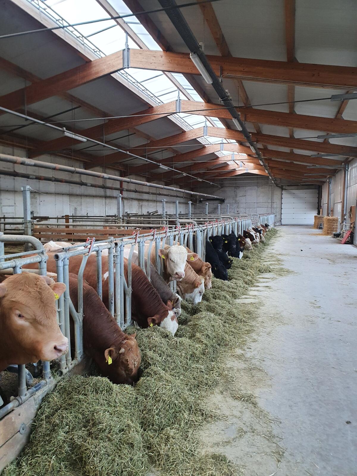 Rindermastaufstallung, Strohmatic 2