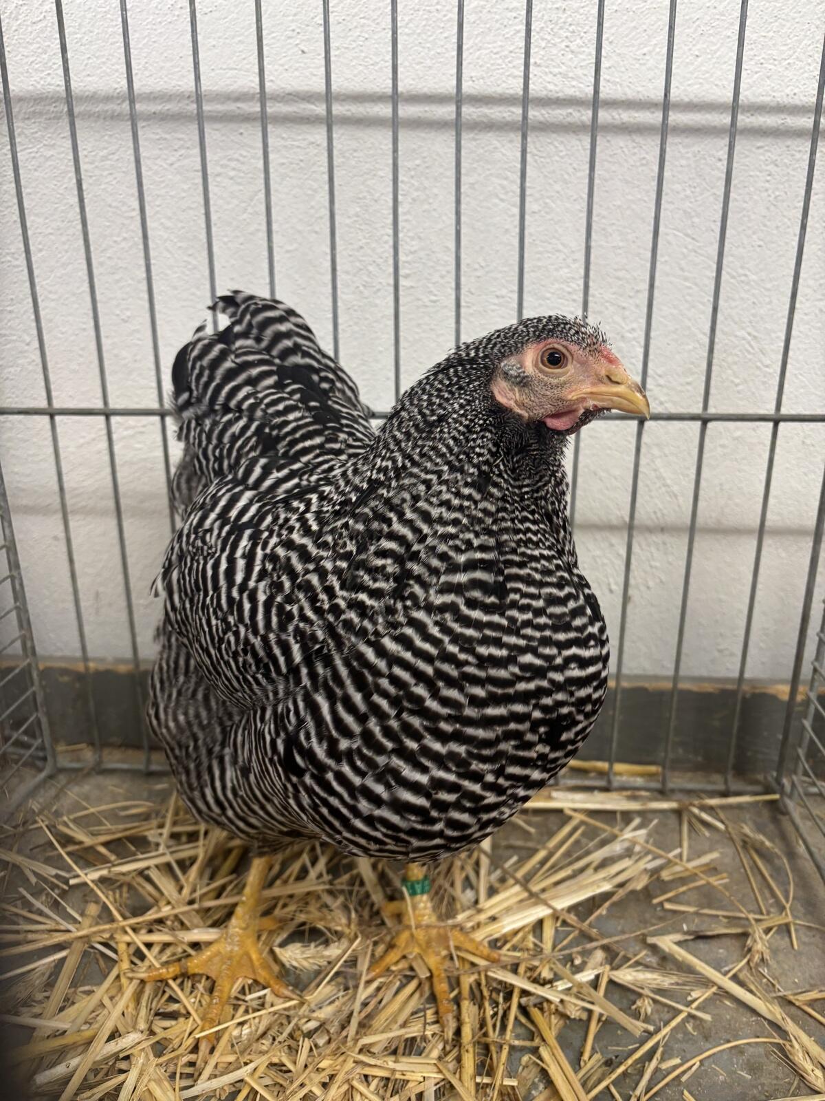 Zwerg Wyandotten Hennen 2